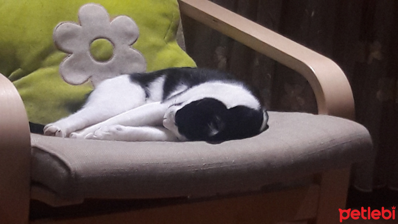 Tuxedo (Smokin) Kedi, Kedi  Mio fotoğrafı