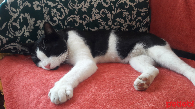 Tuxedo (Smokin) Kedi, Kedi  Mio fotoğrafı