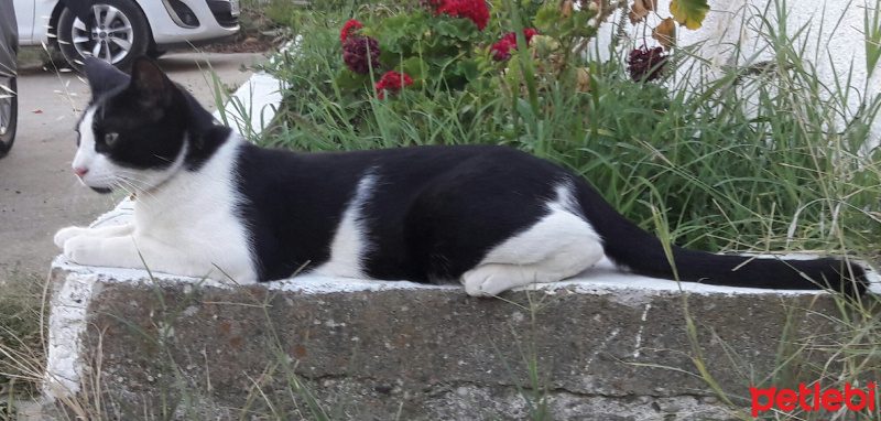Tuxedo (Smokin) Kedi, Kedi  Mio fotoğrafı