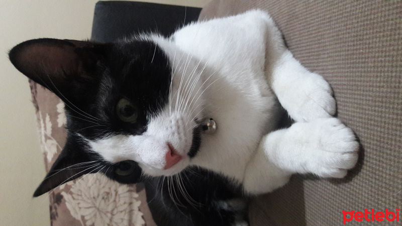 Tuxedo (Smokin) Kedi, Kedi  Mio fotoğrafı