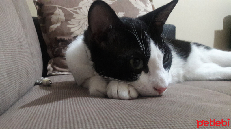 Tuxedo (Smokin) Kedi, Kedi  Mio fotoğrafı