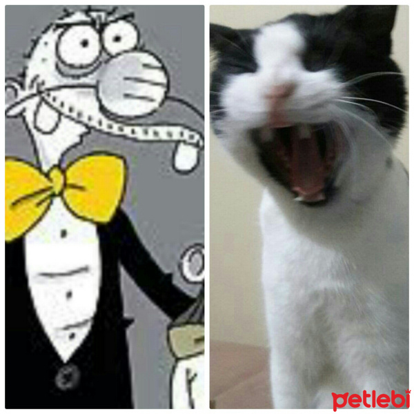 Tuxedo (Smokin) Kedi, Kedi  Mio fotoğrafı