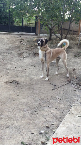 Kangal, Köpek  PAŞA fotoğrafı