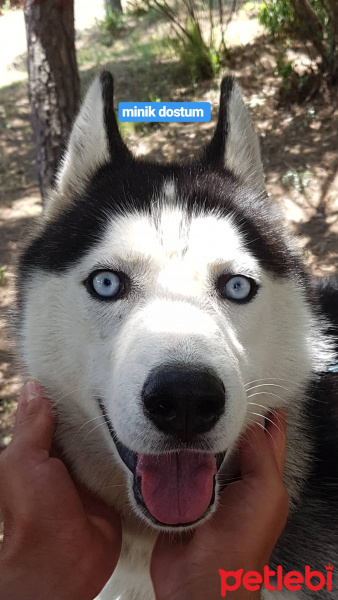 Sibirya Kurdu (Husky), Köpek  Paşa fotoğrafı