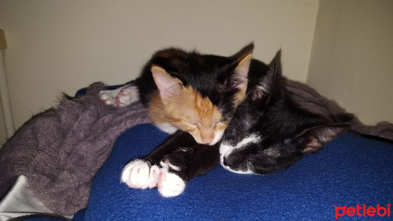 Tekir Kedi, Kedi  lucy fotoğrafı