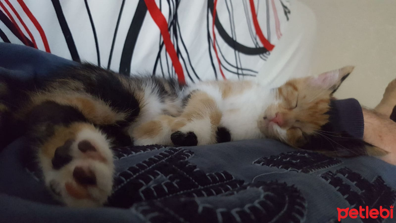 Tekir Kedi, Kedi  lucy fotoğrafı