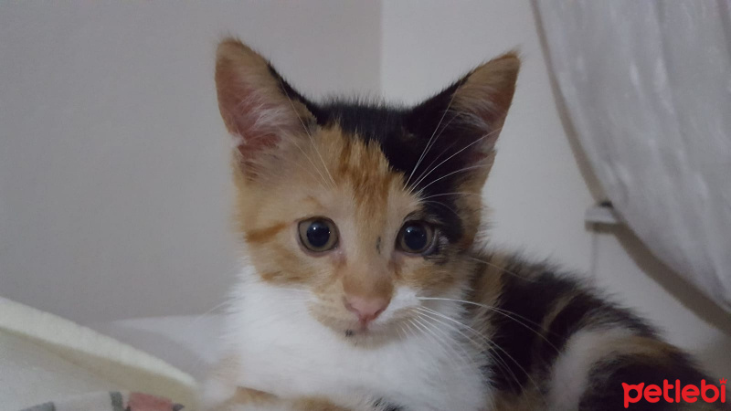 Tekir Kedi, Kedi  lucy fotoğrafı