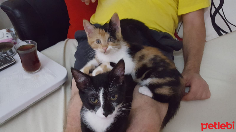 Tekir Kedi, Kedi  lucy fotoğrafı