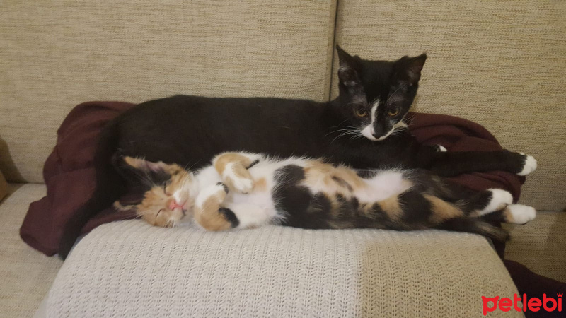 Tekir Kedi, Kedi  lucy fotoğrafı