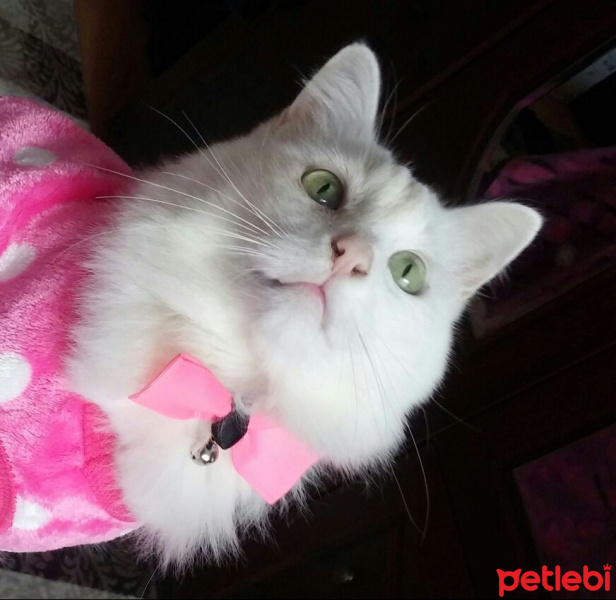 Van Kedisi, Kedi  Pamuk fotoğrafı