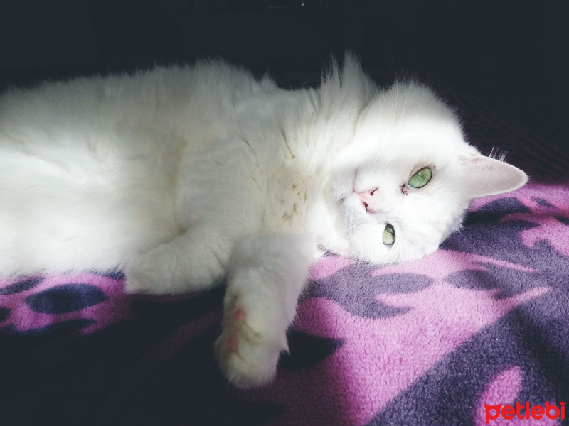 Van Kedisi, Kedi  Pamuk fotoğrafı