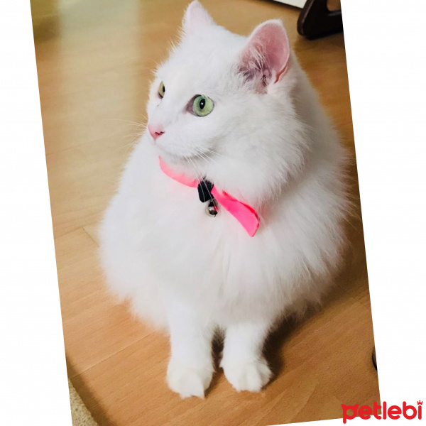 Van Kedisi, Kedi  Pamuk fotoğrafı