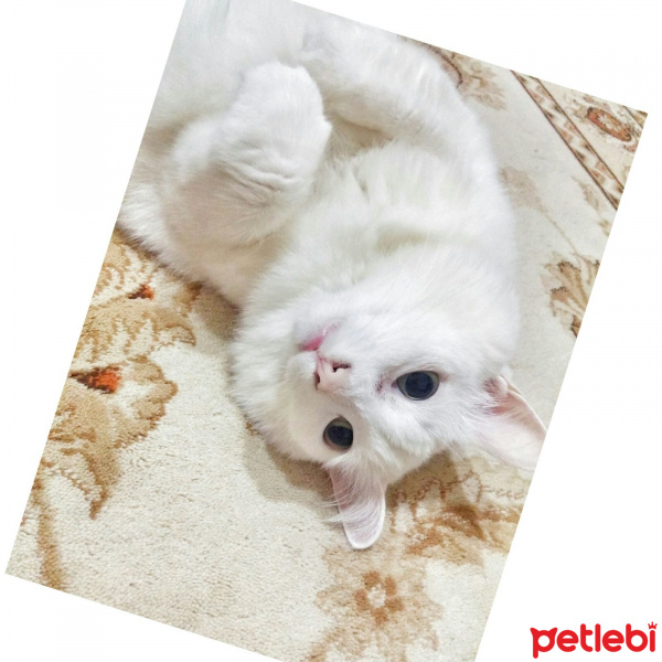 Van Kedisi, Kedi  Pamuk fotoğrafı
