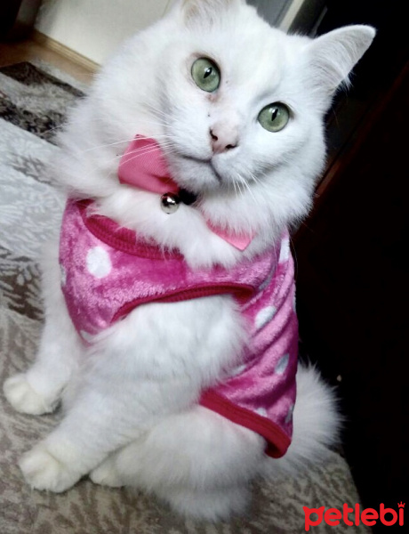 Van Kedisi, Kedi  Pamuk fotoğrafı