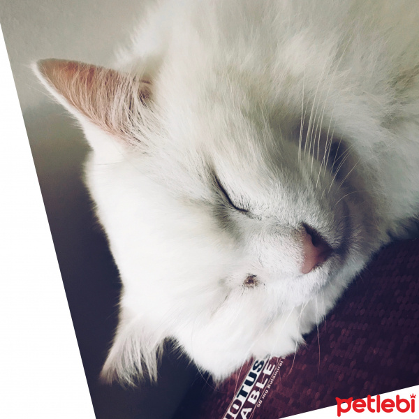 Van Kedisi, Kedi  Pamuk fotoğrafı