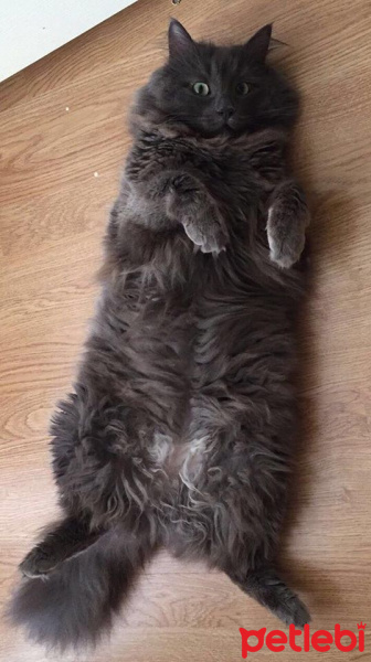Nebelung, Kedi  Neko fotoğrafı