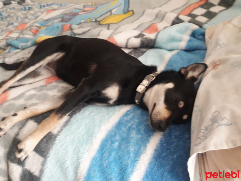 Minyatür Pinscher, Köpek  Tina fotoğrafı