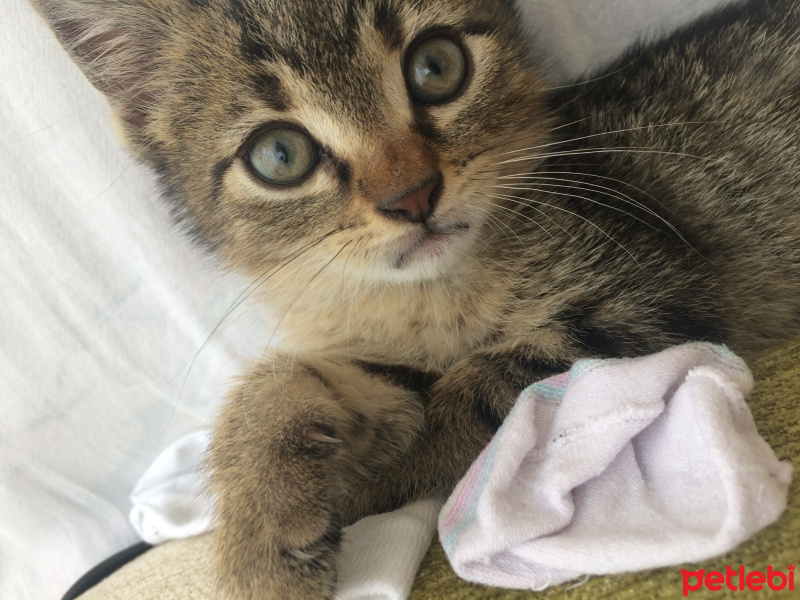 Tekir Kedi, Kedi  Gırgır fotoğrafı