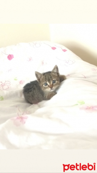 Tekir Kedi, Kedi  Gırgır fotoğrafı