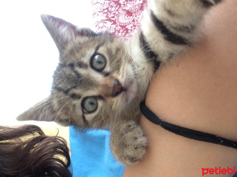 Tekir Kedi, Kedi  Gırgır fotoğrafı