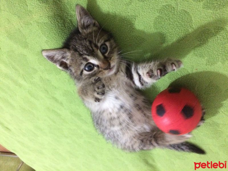 Tekir Kedi, Kedi  Gırgır fotoğrafı