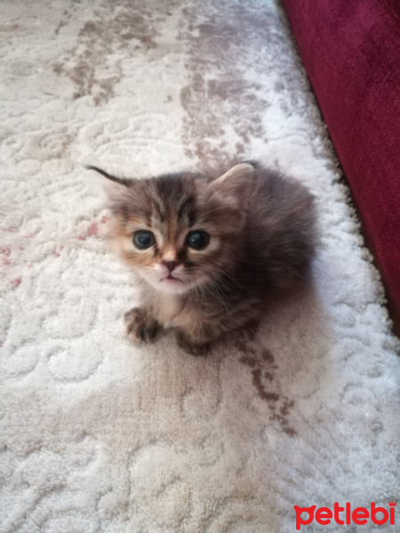 Tekir Kedi, Kedi  Miya fotoğrafı