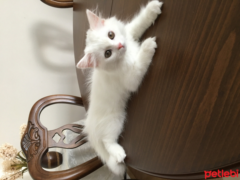 British Shorthair, Kedi  İrma fotoğrafı