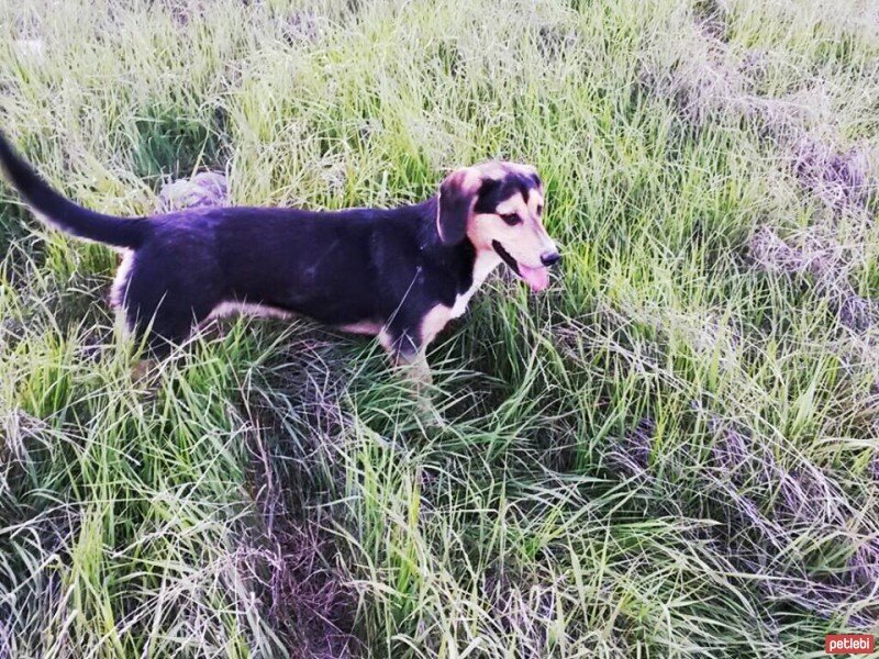 Sokö (Sokak Köpeği), Köpek  zilli fotoğrafı