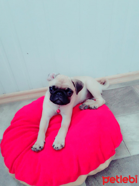 Pug, Köpek  Mina fotoğrafı