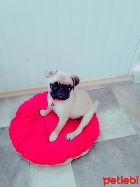 Pug, Köpek  Mina fotoğrafı