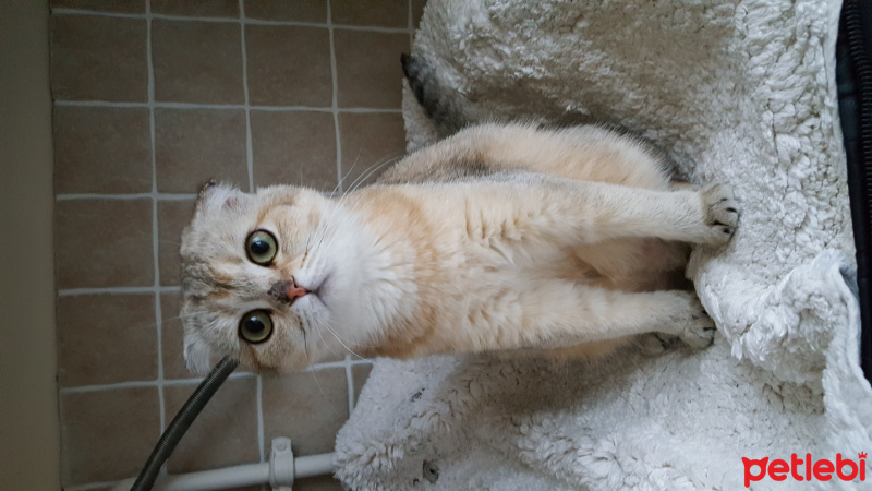 Scottish Fold, Kedi  Misket fotoğrafı