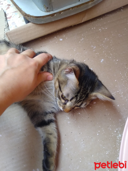 Tekir Kedi, Kedi  Duman fotoğrafı
