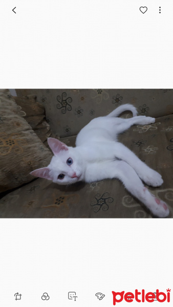 Van Kedisi, Kedi  Bulut fotoğrafı