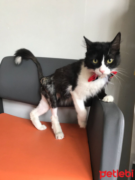 Tuxedo (Smokin) Kedi, Kedi  Sokak kedisi fotoğrafı