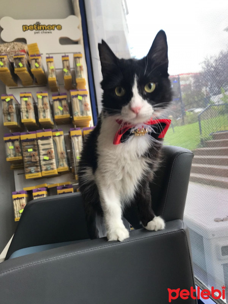 Tuxedo (Smokin) Kedi, Kedi  Sokak kedisi fotoğrafı