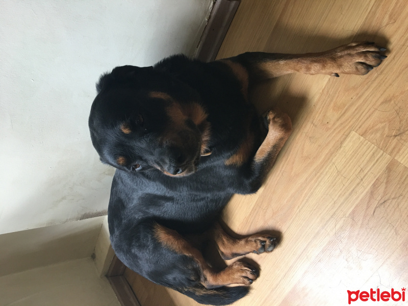 Rottweiler, Köpek  Aşil fotoğrafı