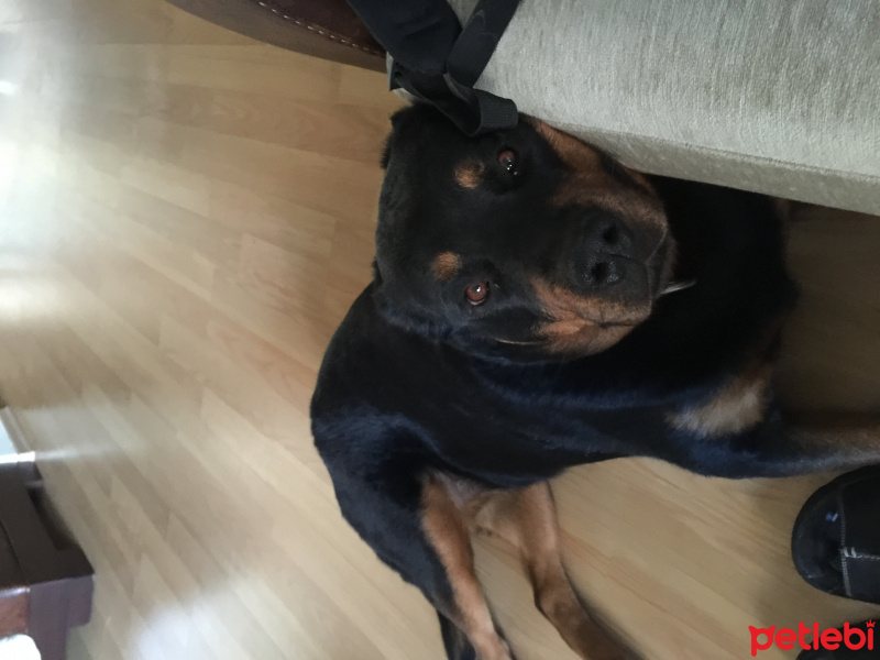 Rottweiler, Köpek  Aşil fotoğrafı