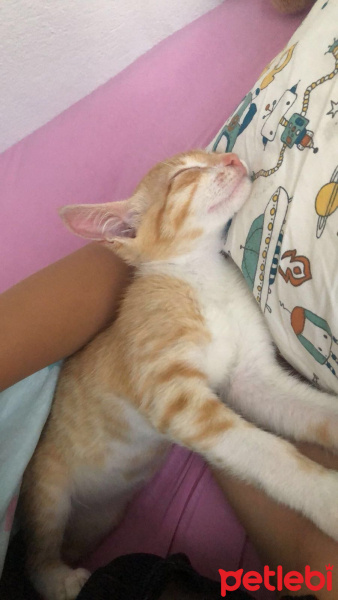 Abyssinian, Kedi  Sarı fotoğrafı