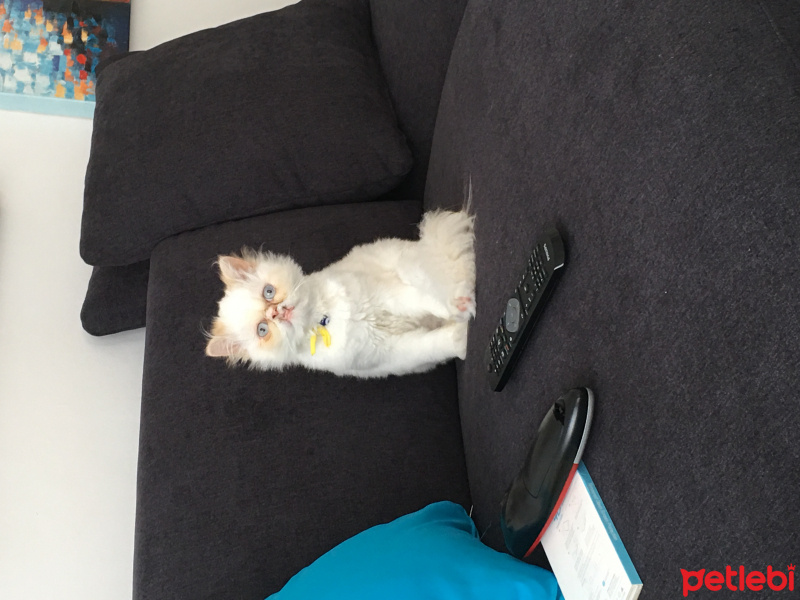İran Kedisi (Persian), Kedi  Ares fotoğrafı