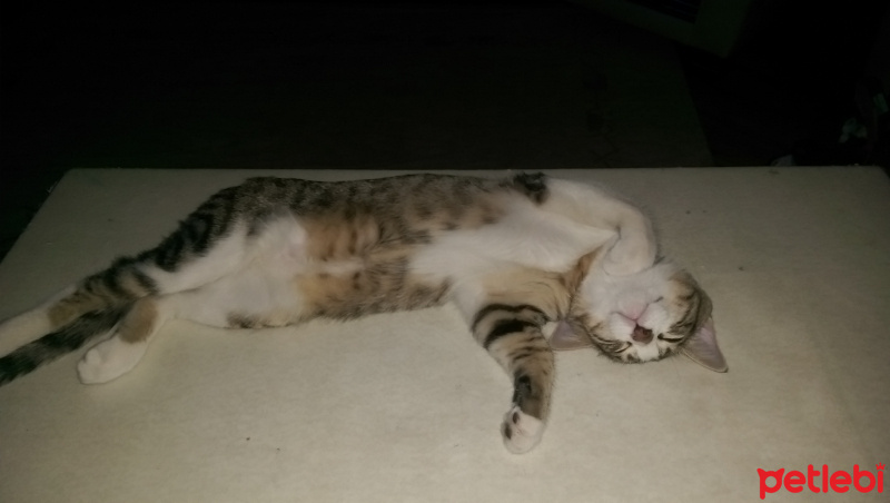 Tekir Kedi, Kedi  Kahya fotoğrafı