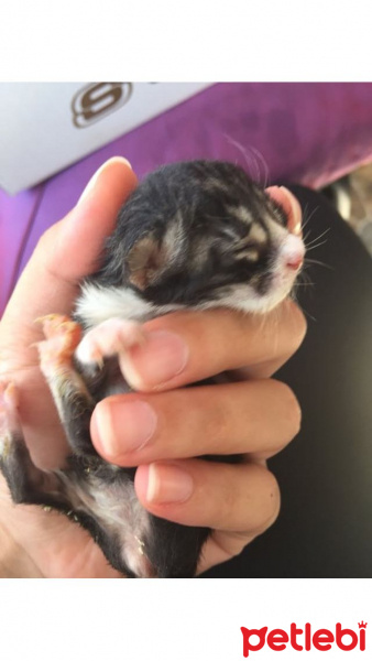 American Wirehair, Kedi  Zeytin fotoğrafı