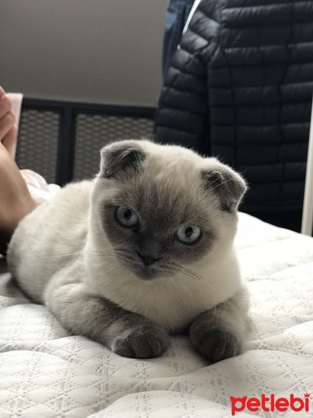 Scottish Fold, Kedi  Benjamin fotoğrafı
