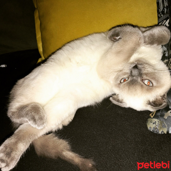 Scottish Fold, Kedi  Benjamin fotoğrafı