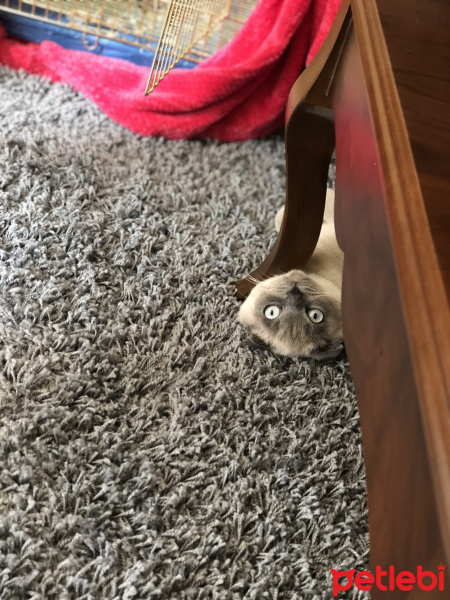 Scottish Fold, Kedi  Benjamin fotoğrafı
