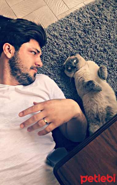 Scottish Fold, Kedi  Benjamin fotoğrafı