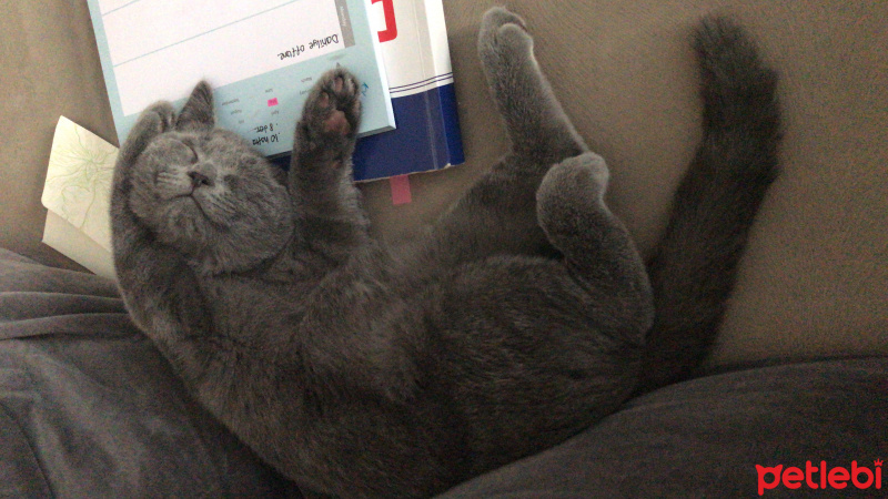 British Shorthair, Kedi  Casper fotoğrafı