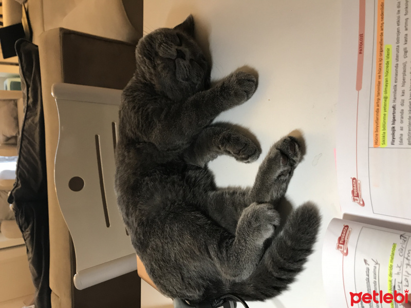 British Shorthair, Kedi  Casper fotoğrafı