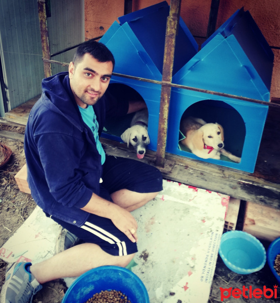 Kangal, Köpek  Duman ile Sarı fotoğrafı