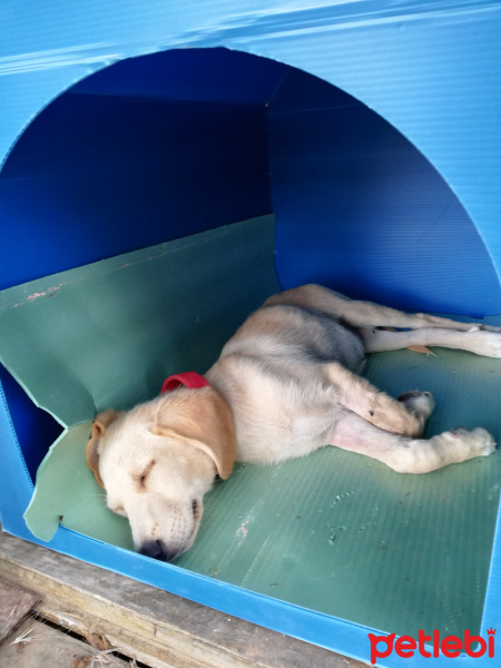 Kangal, Köpek  Duman ile Sarı fotoğrafı