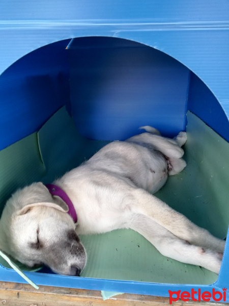 Kangal, Köpek  Duman ile Sarı fotoğrafı